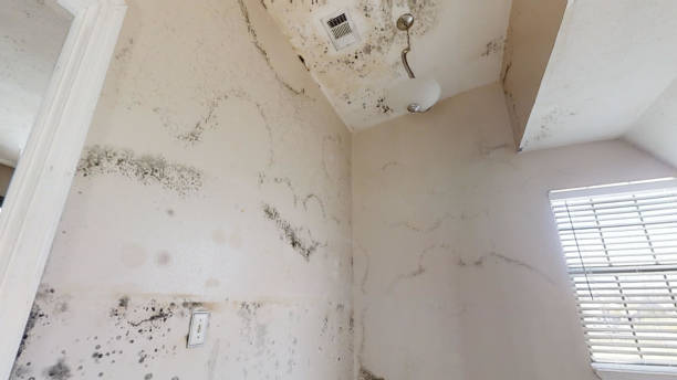 Mold Removal for HVAC Installations in Sugarmill Woods, FL