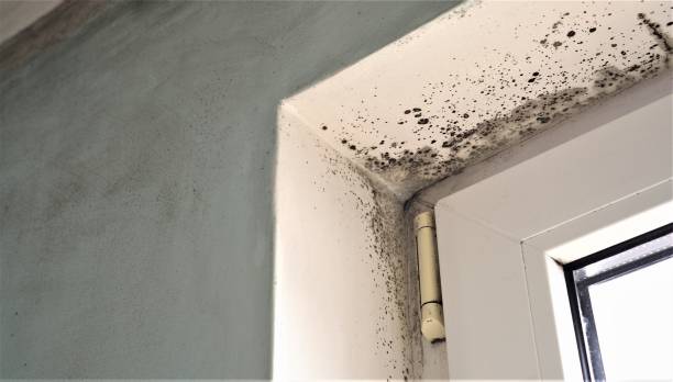 Best Environmental Consulting for Mold Prevention  in Sugarmill Woods, FL