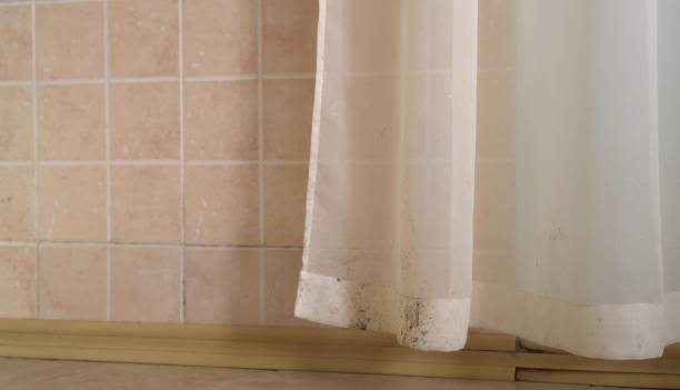 Professional Mold Removal in Sugarmill Woods, FL