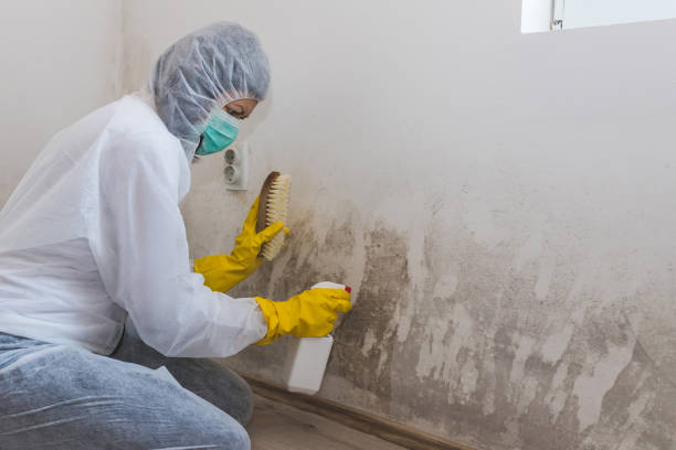 Mold Documentation for Insurance Claims in Sugarmill Woods, FL