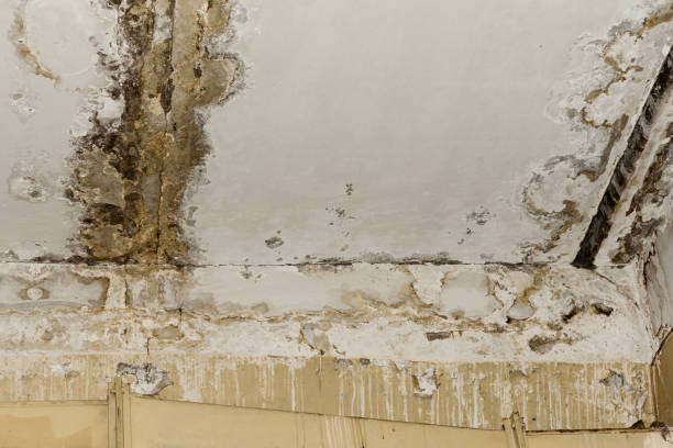 Best Black Mold Removal  in Sugarmill Woods, FL