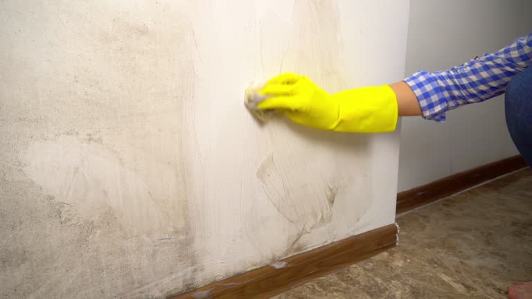 Best Mold Documentation for Insurance Claims  in Sugarmill Woods, FL