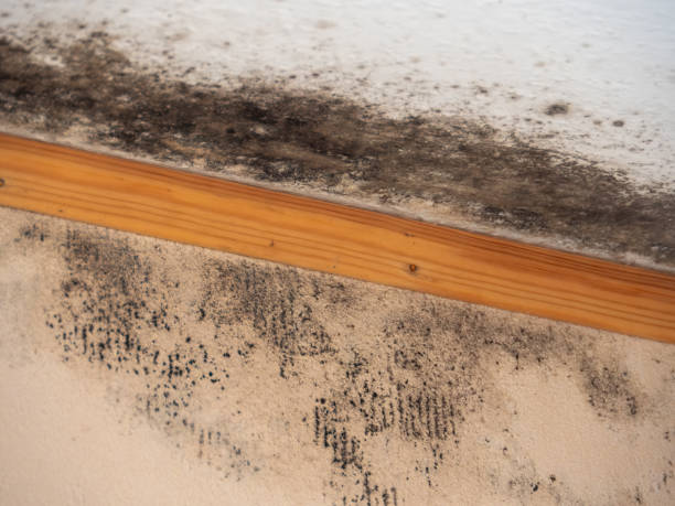 Best Basement Mold Removal  in Sugarmill Woods, FL