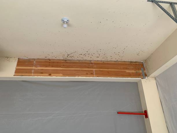 Best Mold Remediation for Healthcare Facilities  in Sugarmill Woods, FL