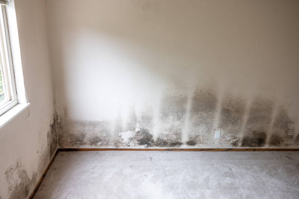Best Post-Construction Mold Inspection  in Sugarmill Woods, FL