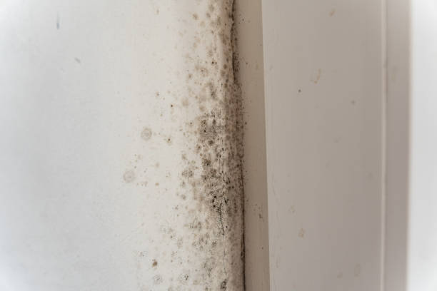 Best Mold Odor Removal Services  in Sugarmill Woods, FL