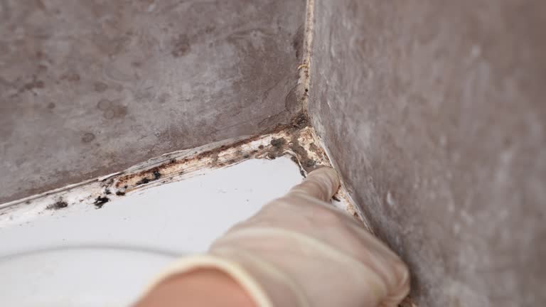 Mold Odor Removal Services in Sugarmill Woods, FL